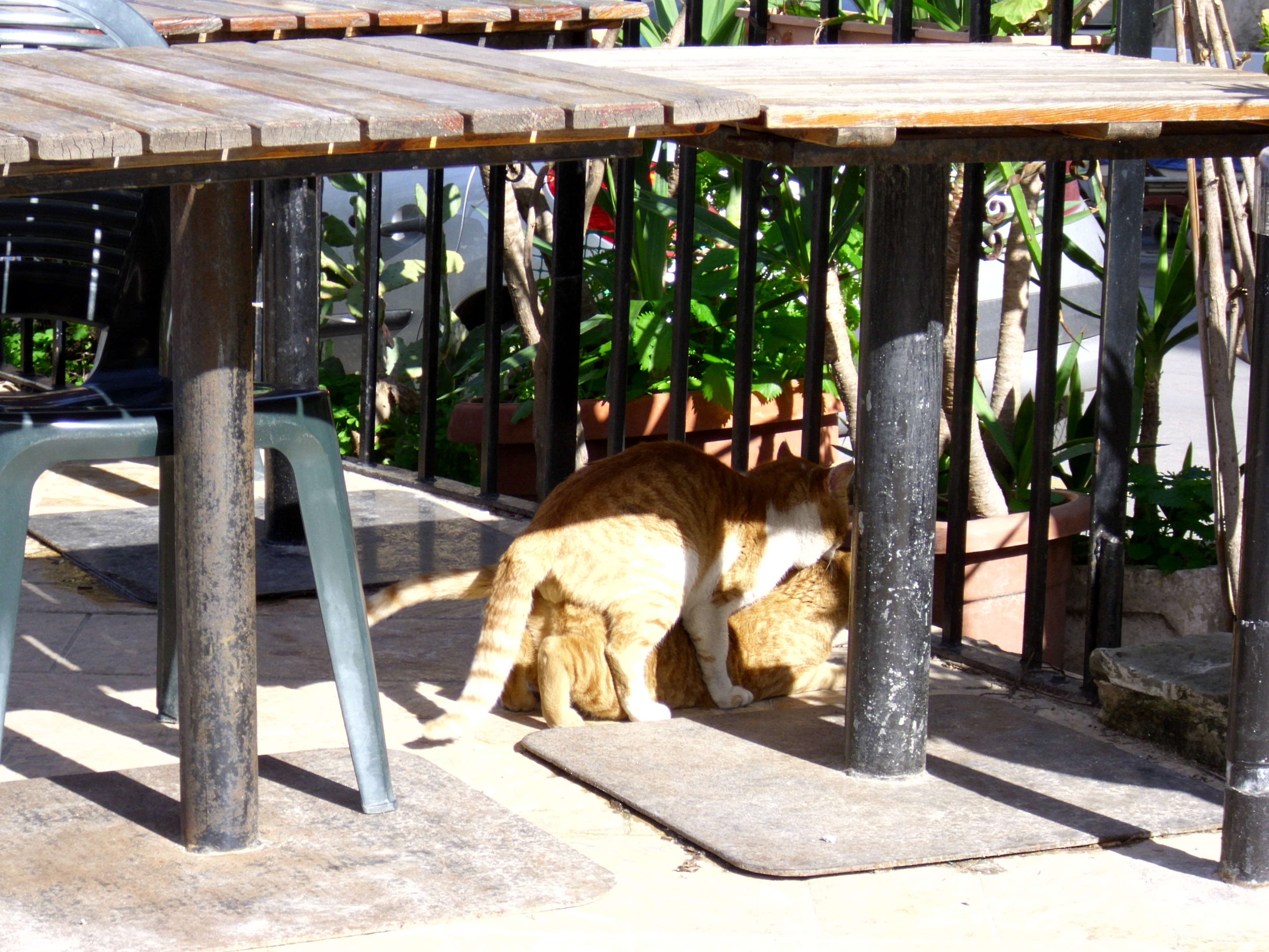 Image description of picture_2